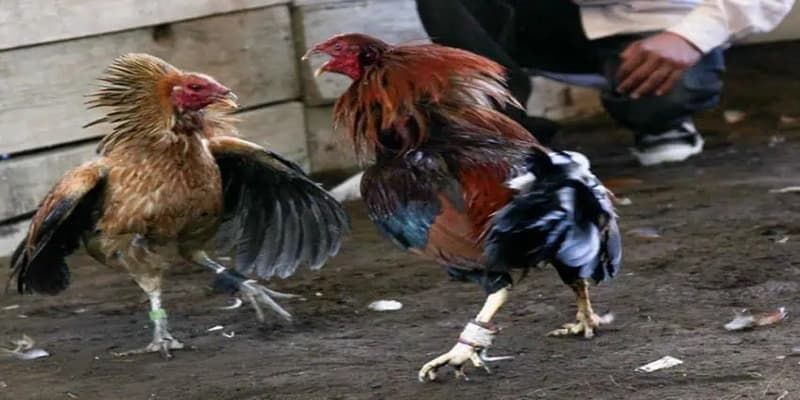 Lưu ý cách đặt cược đá gà hiểu quả